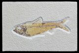 Knightia Fossil Fish - Wyoming #59829-1